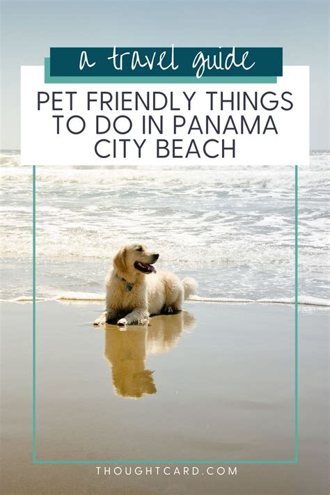 Pet Friendly Panama City Beach Hotels & Things To Do With Your Dog