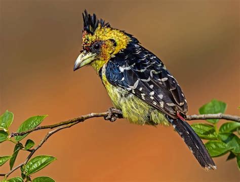 Barbet