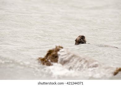 224 Sea Otter Eating A Clam Images, Stock Photos & Vectors | Shutterstock