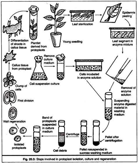 Protoplast Culture: Isolation and Culture Methods (Part-1) - Plant Cell ...