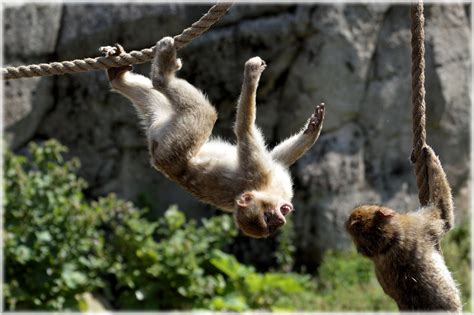 Playing Barbary Macaques Free Stock Photo - Public Domain Pictures