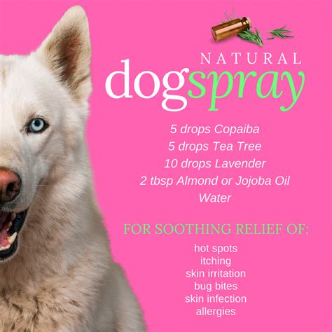 Essential Oils For Animals | Dog spray, Essential oils dogs, Dog allergies