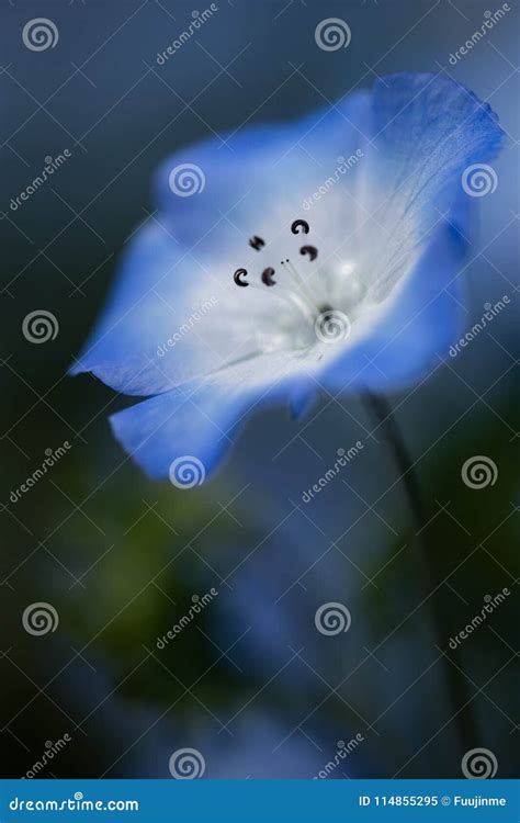 Veronica persica flowers stock image. Image of white - 114855295