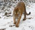 Siberian Tiger (Hybrid) Photos, Siberian Tiger (Hybrid) Images, Nature ...