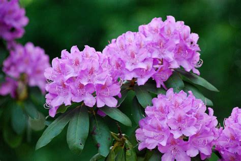 Jardin : tout savoir sur le rhododendron | Pratique.fr