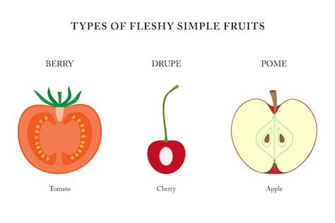 Premium Vector | Types of fleshy simple fruits berry drupe pome