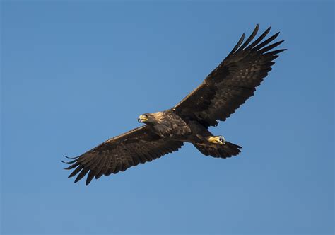 Golden Eagle in Flight Photograph by Loree Johnson - Pixels