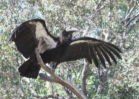 Feathers and Figments: Flight of the Condor