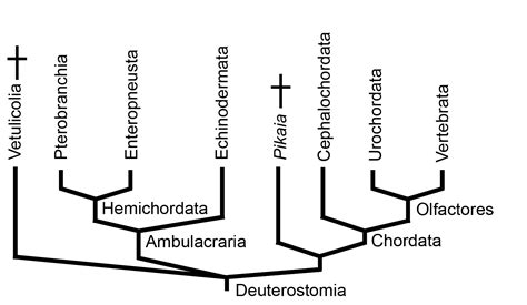 Deuterostomia: