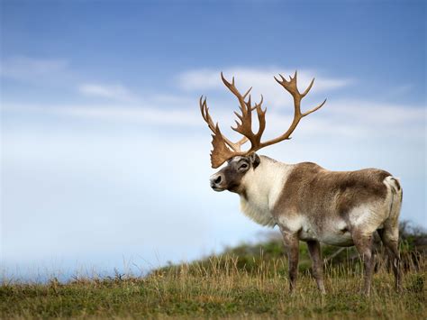 Woodland Caribou - Newfoundland and Labrador, Canada