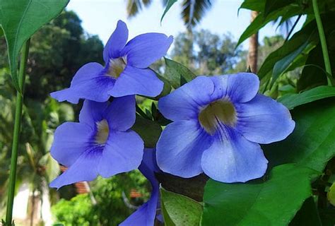 Thunbergia Grandiflora: Facts, How To Grow, and Care