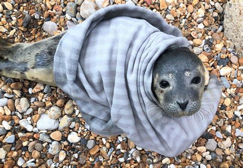 Seal pup rescued after getting stuck in Folkestone