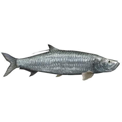 Atlantic Tarpon (Okeanos) | ZT2 Download Library Wiki | Fandom