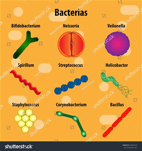 Bacteria Pictures With Names