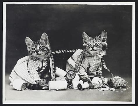 WhizzPast | 15 vintage cat photos that prove people have always loved them