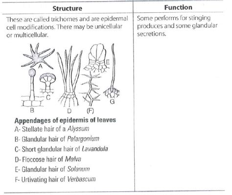 Epidermal cells are often modified to perform specialised functions in ...