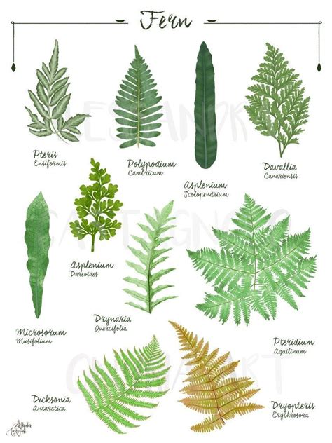 FERN 2 Genus and Species Botanical Illustration Digital File Download ...