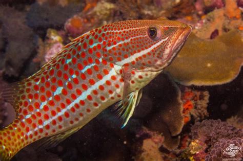 Swallowtail Hawkfish-Facts-Photographs | Seaunseen