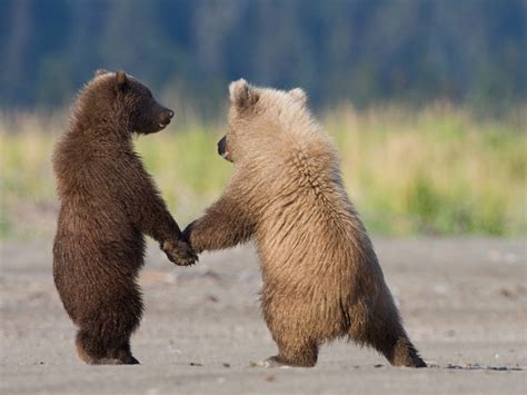 Grizzly Bear Cubs