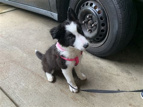 Border Collie Puppies For Sale | Pittsburgh, PA #331322