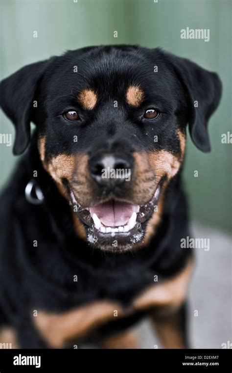 Rottweiler dog barking, animal portrait Stock Photo - Alamy