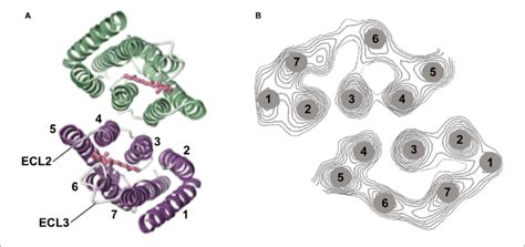 | Channelrhodopsin-2 (ChR2) structure. (A) Structural analysis using 2D ...