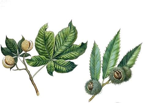 Sapindaceae, Leaves and fruits of red horsechestnut