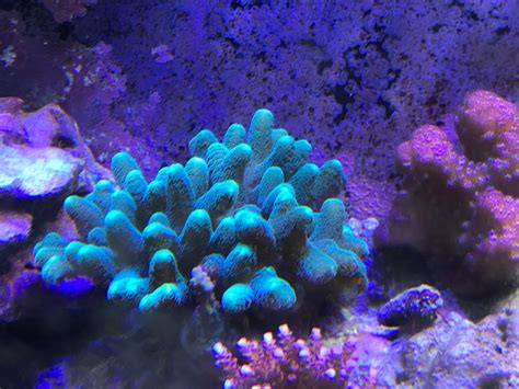 Birdsnest Coral | REEF2REEF Saltwater and Reef Aquarium Forum