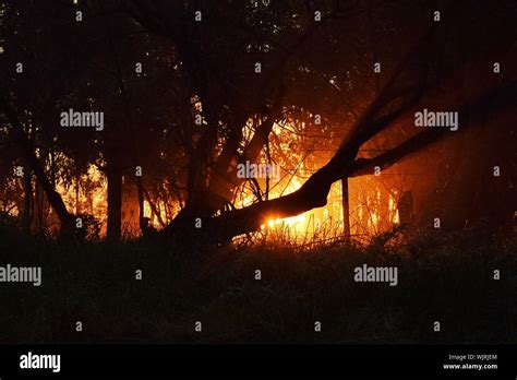 Silhouette Trees In Forest At Night Stock Photo - Alamy