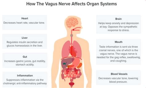 Vagus Nerve Balance for Your PTSD, Trauma and Chronic Pain Symptoms Regulation. First things ...