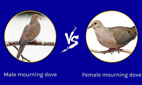 Male vs Female Mourning Dove: What are the Differences? - A-Z Animals