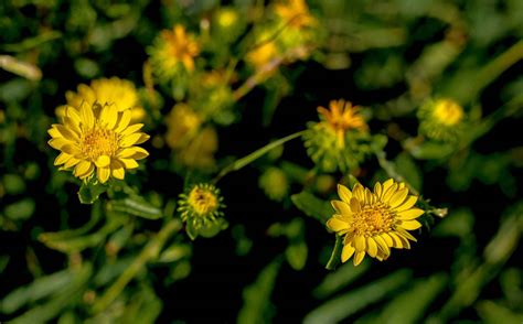 Farmy-Yellow-Flowers-Weeds-1efw | highway highlands farm