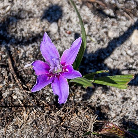 Baboon Flower Care – How To Plant Babiana Bulbs In The Garden