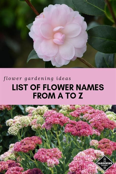 Perennial Flowers Names And Pictures