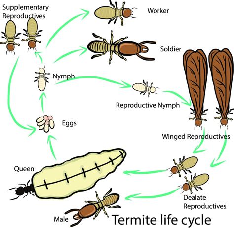 The Life Cycle of Termites and Why Spring Is the Season to Take Action