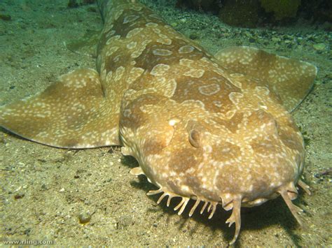 Spotted Wobbegong photo and wallpaper. Cute Spotted Wobbegong pictures