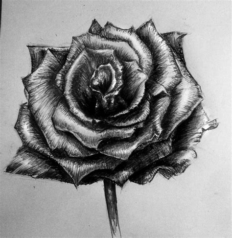 How To Shade A Rose Drawing at PaintingValley.com | Explore collection ...