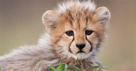 What’s a Baby Cheetah Called + 4 More Amazing Facts! - A-Z Animals