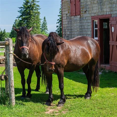 Canadian Horse Breed Information and Pictures - PetGuide | PetGuide