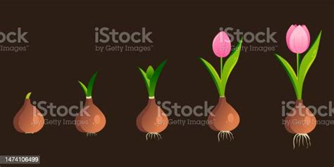 Life Cycle Of A Tulip Plant Growth Stages From Bulb To Adult Flowering Plant Stock Illustration ...