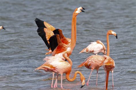 Turks and Caicos Islands - UK Overseas Territories Conservation Forum