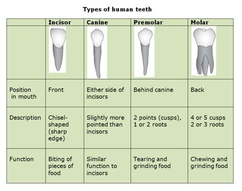 Teeth Functions and the structure | Dr. Nechupadam Dental Clinic