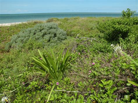 Key West NWR and native plants | Native plants grow on an is… | Flickr