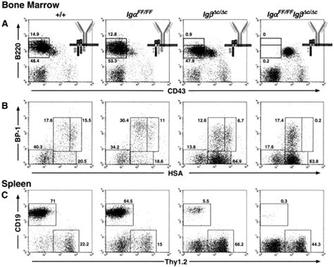 Complete block of B cell development at the pro-B cell stage in the ...