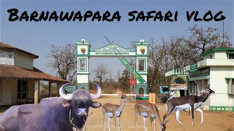 Barnawapara Wildlife sanctuary Safari #barnawapara #kasdol #cg # ...