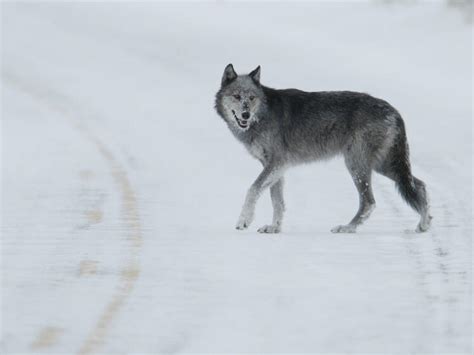 Ten Interesting Facts about Gray Wolves | Blog Posts | WWF