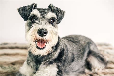 The 3 Schnauzer Types (and More About This Dog Breed) - PetHelpful