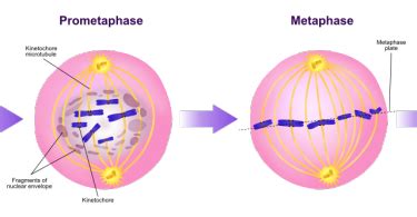 mitosis Archives - Pediaa.Com