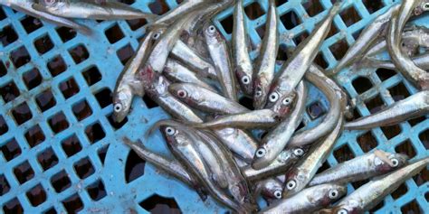 Icicle Seafoods processing vessel finds new permanent home | Intrafish