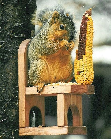 Squirrel Chair Feeder, Quality Handcrafted Cedar Squirrel Feeders at Bluebird Landing